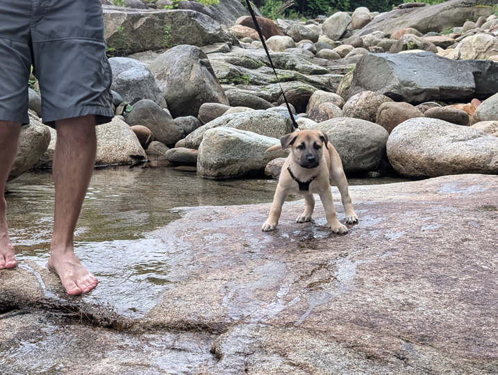 chinook dog
